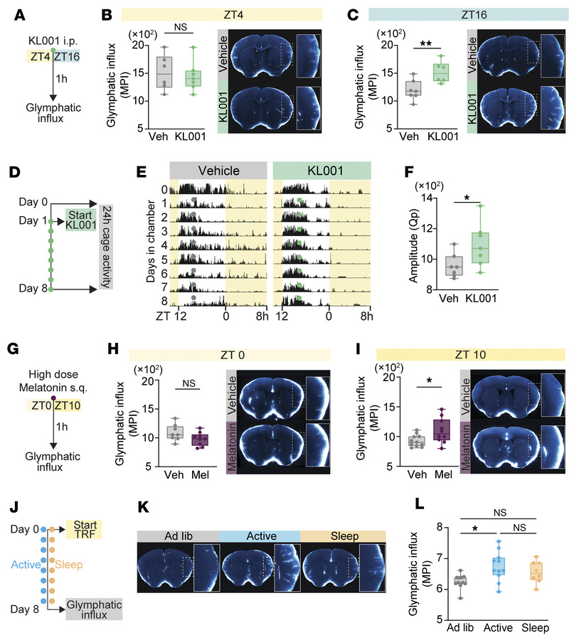 Circadian interventions boost glymphatic flow in healthy mice.
(A) Exper...