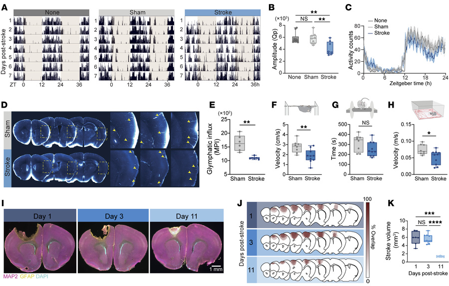 Ischemic stroke disrupts circadian behavior and glymphatic flow.
(A) Rep...