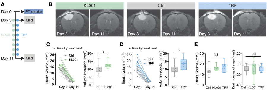 Chronotherapy improves stroke outcome in longitudinal MRI.
(A) Experimen...