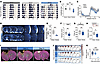Ischemic stroke disrupts circadian behavior and glymphatic flow.