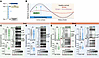 Chronotherapy reduces brain, but not blood, cytokine burden after stroke.