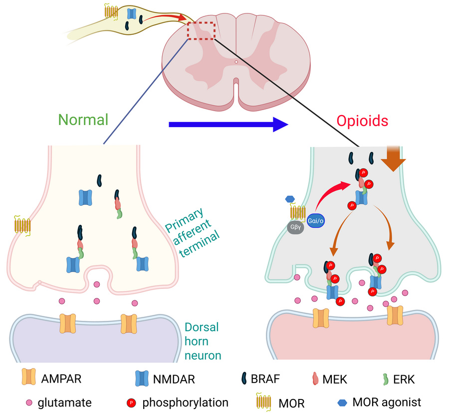 graphical abstract