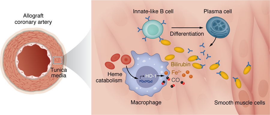 Schematic of intragraft heme catabolism and bilirubin-specific antibody ...