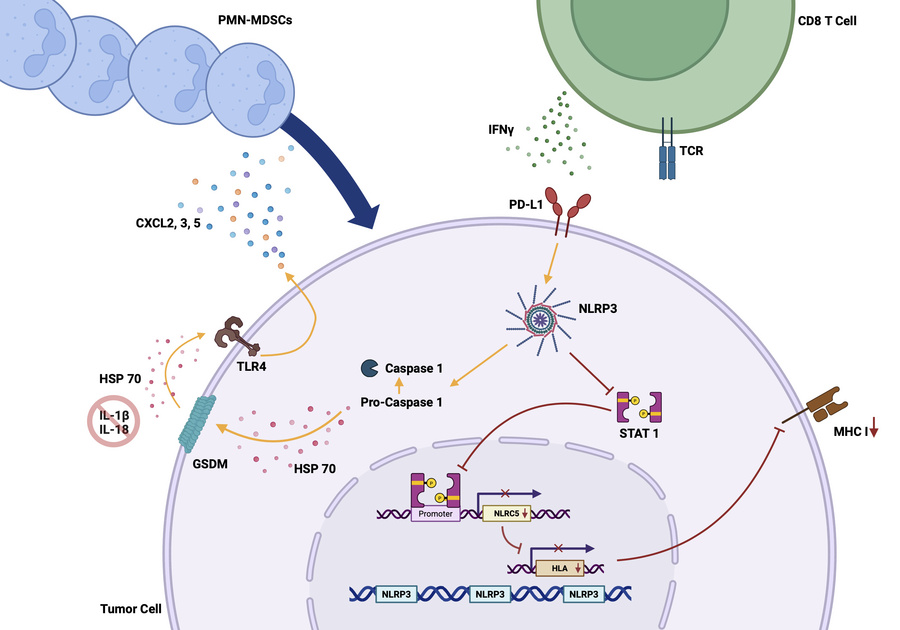 graphical abstract