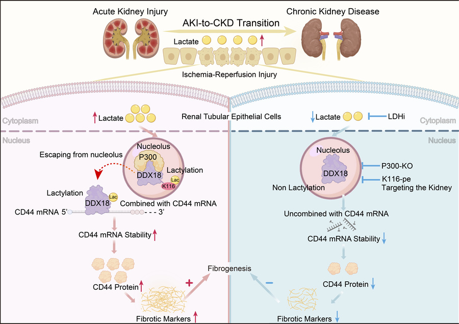 graphical abstract