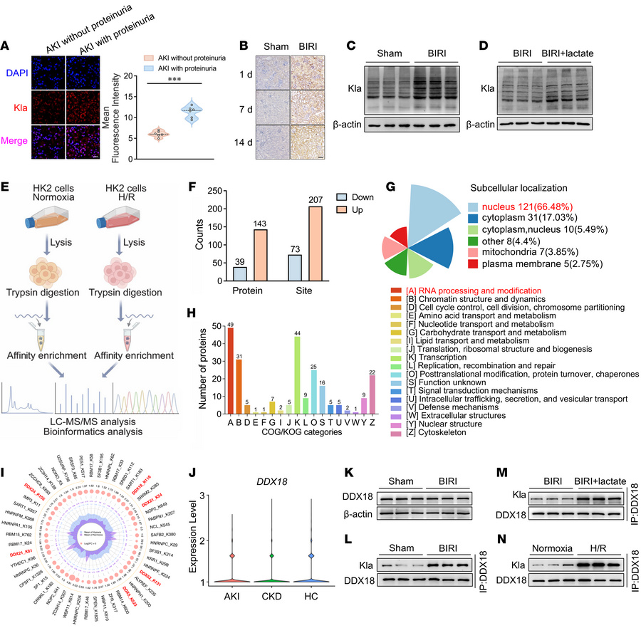 Protein lactylation dynamics in kidney injury and TECs under hypoxic con...