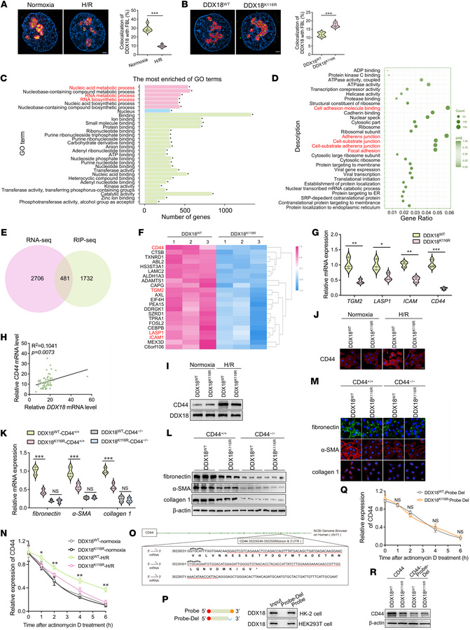 DDX18-K116 lactylation facilitates TEC activation through CD44 RNA bindi...