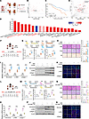Elevated lactate levels accelerate the progression from AKI to CKD.