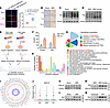 Protein lactylation dynamics in kidney injury and TECs under hypoxic condit