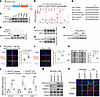 DDX18-K116 lactylation drives the AKI-to-CKD transition in BIRI mice.