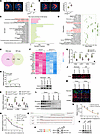 DDX18-K116 lactylation facilitates TEC activation through CD44 RNA binding.