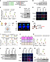 K116-targeted peptide inhibits DDX18 lactylation and attenuates AKI-to-CKD