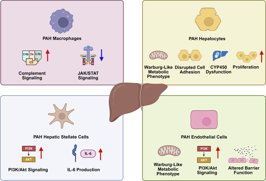 graphical abstract