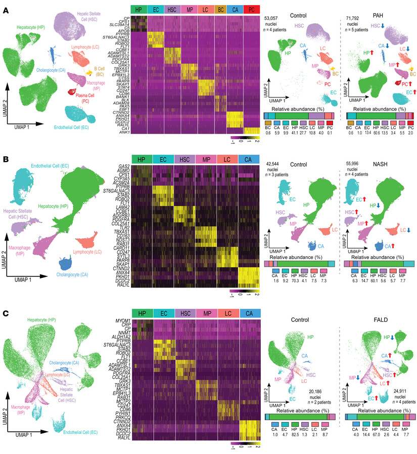 snRNA-seq identified alterations in the cellular landscape in PAH, NASH,...