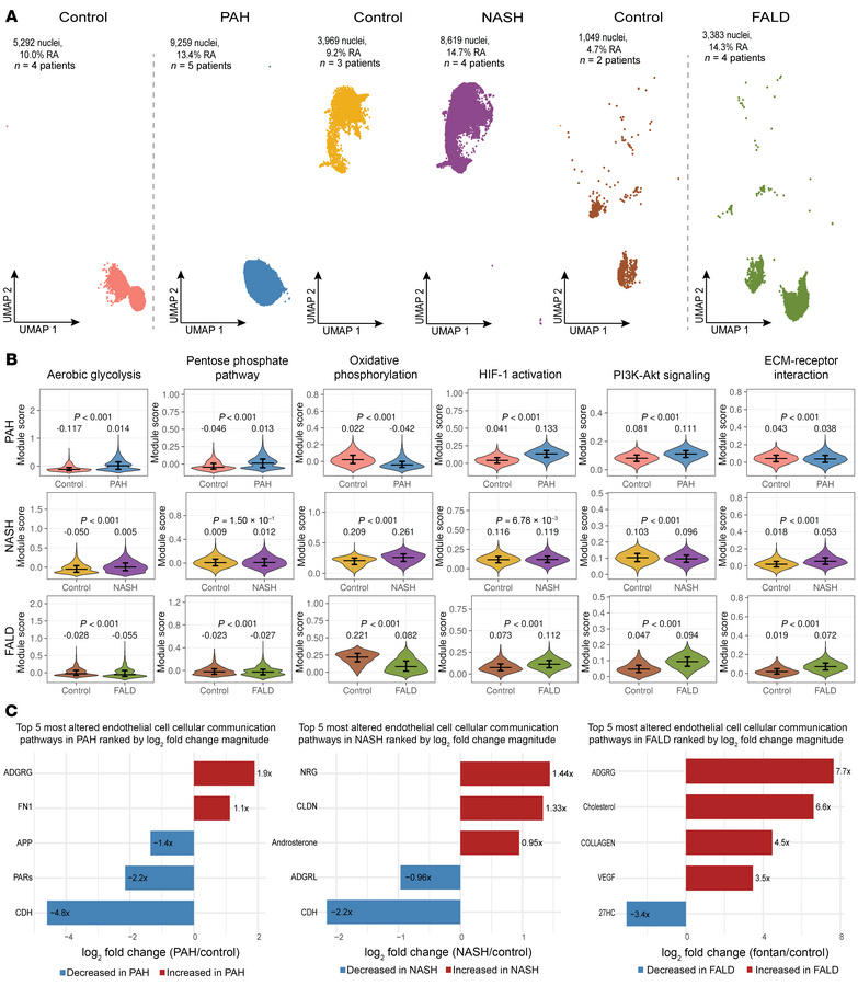 PAH ECs exhibited Warburg-like metabolism and alterations in cell adhesi...