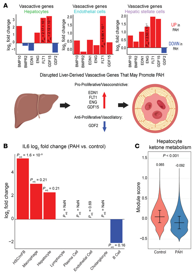 PAH altered the expression of vasoactive peptides in multiple cell types...