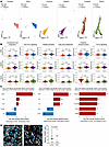 Proinflammatory complement signaling with suppressed JAK/STAT signaling and