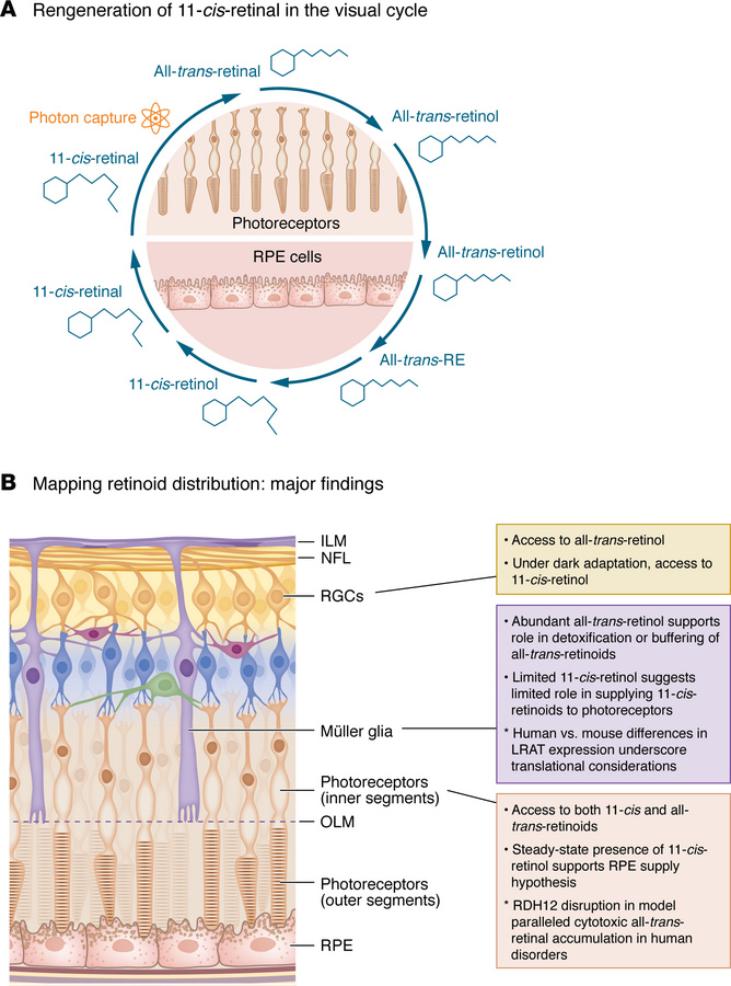 Retinoid regeneration and distribution in the retina.
(A) Brief summary ...