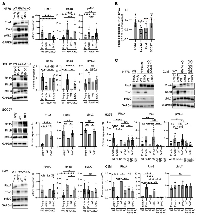 
RHOA E40Q has similar signaling effects as RHOA KO.
Quantification and ...
