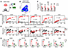 Nongenotoxic CD117-ASC is a safe and effective conditioning reagent for dur