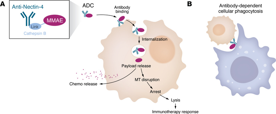 Antibody-drug conjugates.
(A) Antibody-drug conjugates (ADCs) couple ant...