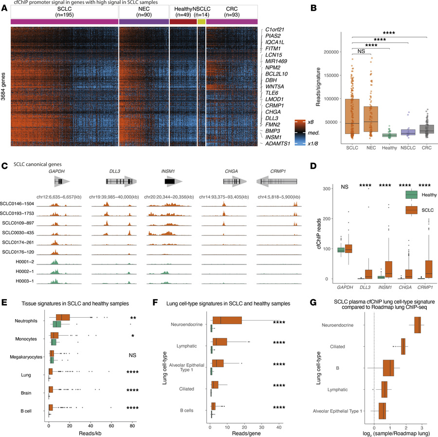 cfChIP-seq recovers SCLC tissue and cellular origins.
(A) Hierarchical c...