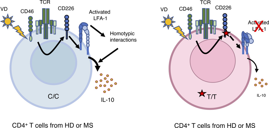 graphical abstract