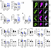 LFA-1 mediated–homotypic interactions are required for optimal IL-10 produc