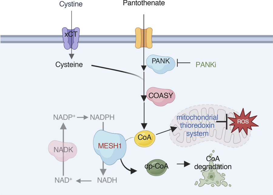 graphical abstract