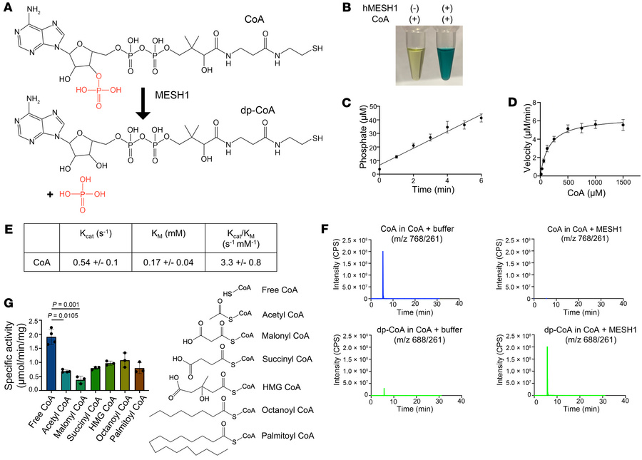MESH1 is an efficient CoA phosphatase.
(A) Proposed chemical reaction of...