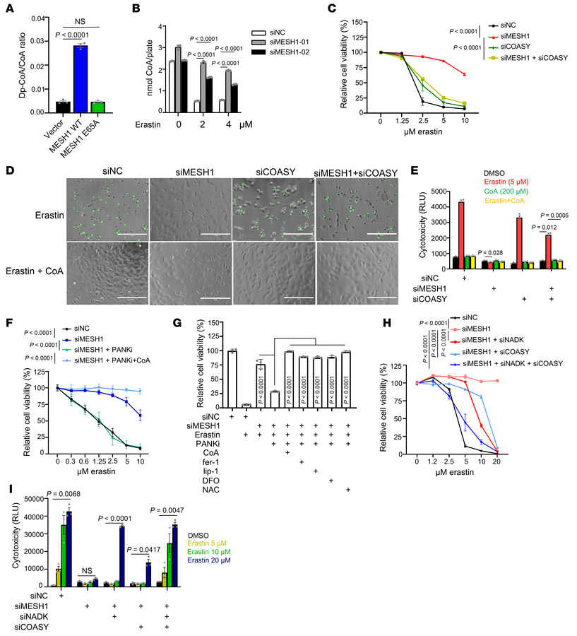 The CoA level preserved by MESH1 knockdown protects against ferroptosis....