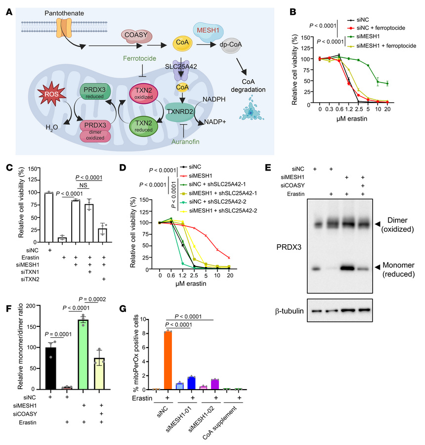 
MESH1 knockdown maintains functional mitochondrial thioredoxin system u...