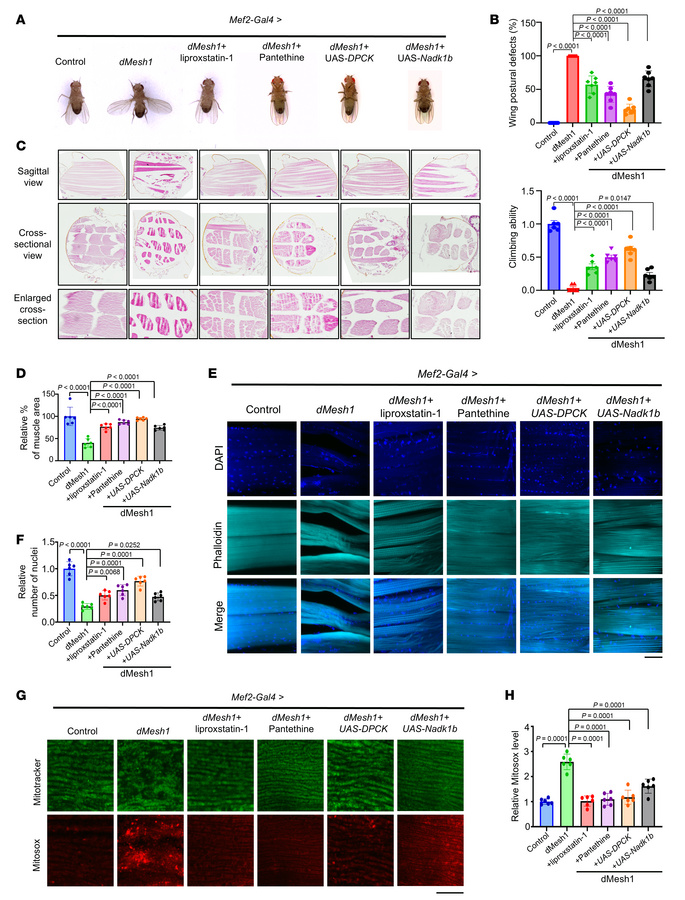 Muscle defects induced by MESH1 overexpression in Drosophila were rescue...