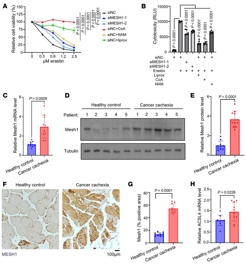 MESH1 is upregulated in cancer cachexia and regulates ferroptosis in mam...