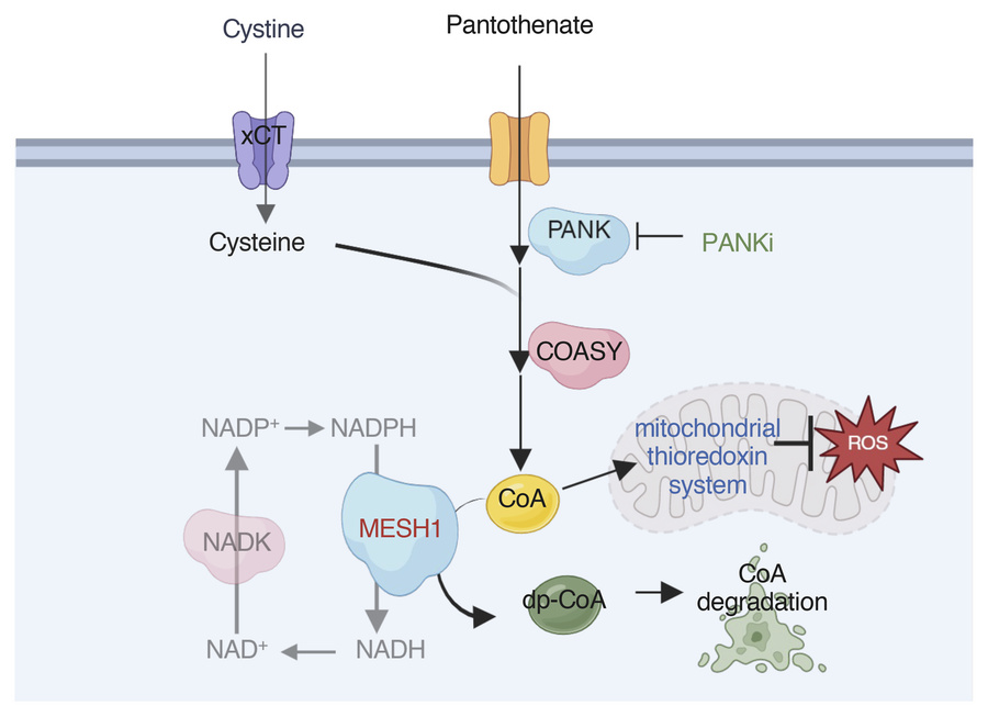 graphical abstract