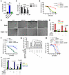 The CoA level preserved by MESH1 knockdown protects against ferroptosis.