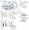 MESH1 knockdown maintains functional mitochondrial thioredoxin system upon