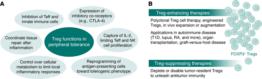The 2025 Nobel Prize in Physiology or Medicine recognizes work by Mary E...