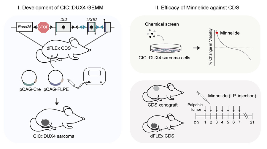 graphical abstract