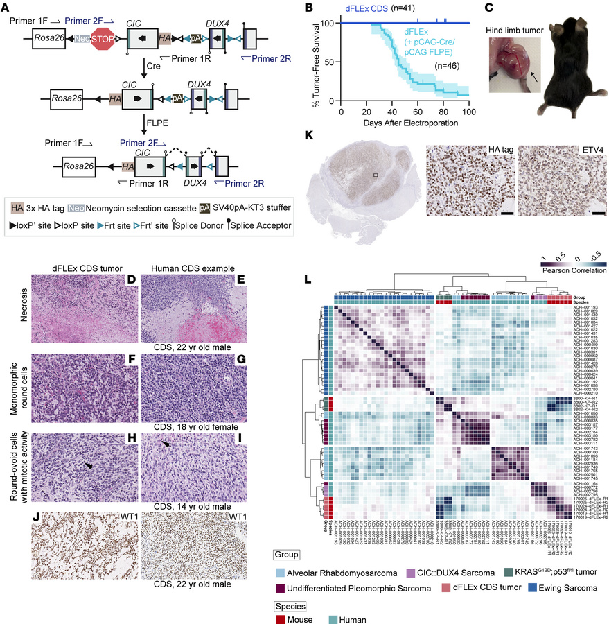 dFLEx CDS mice develop tumors only after expression of Cre and FLPE.
(A)...