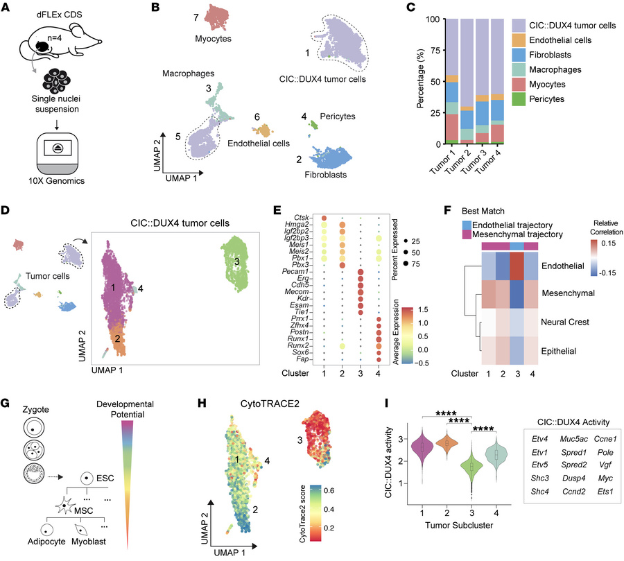 Single-nucleus transcriptional profiling of dFLEx CDS tumors.
(A) Schema...