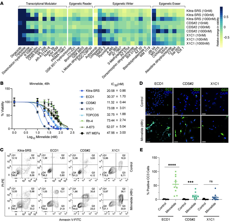 Minnelide induces apoptosis in CDS cells.
(A) Viability drug screen on h...