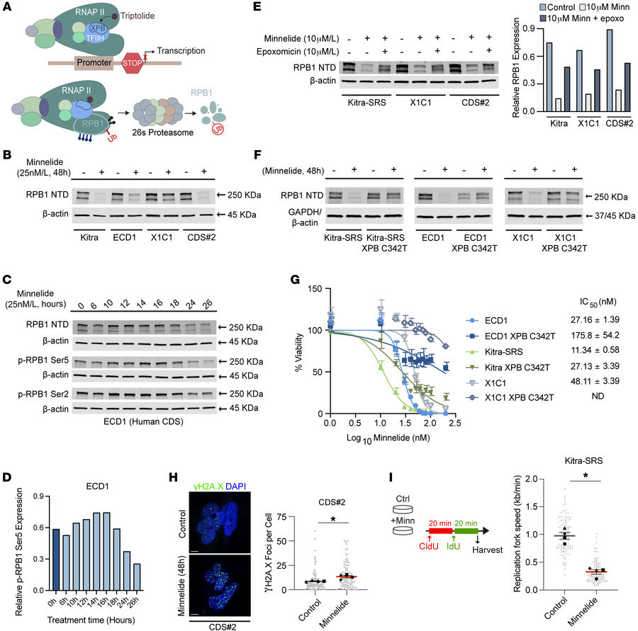Minnelide targets XPB, leading to RPB1 degradation and transcriptional i...