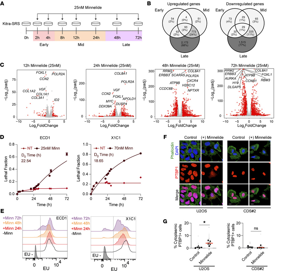 Minnelide induces cell death independent of transcriptional inhibition.
...