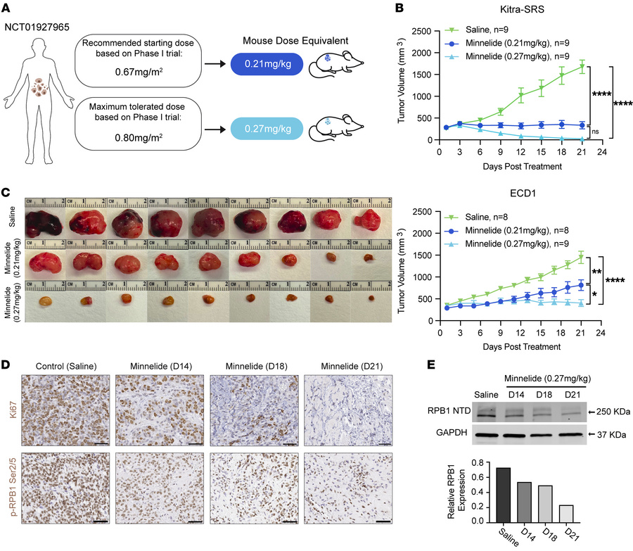 Minnelide reduces tumor growth in human CDS xenograft models.
(A) Dose s...