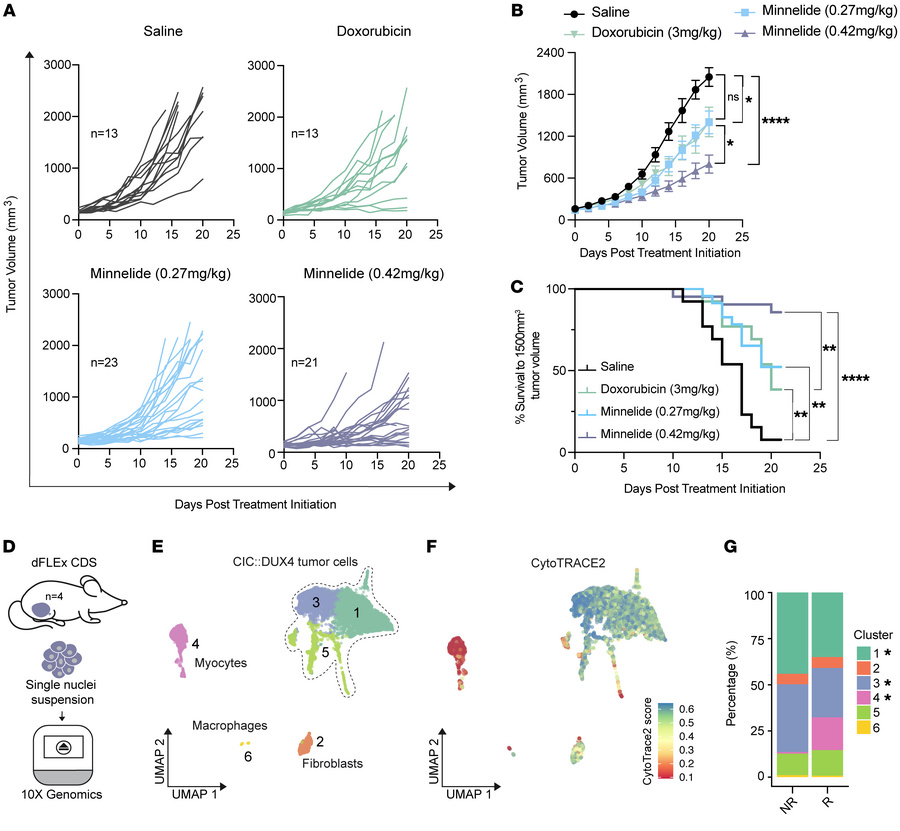 Minnelide reduces tumor growth in vivo in autochthonous sarcomas in dFLE...