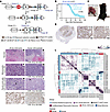 dFLEx CDS mice develop tumors only after expression of Cre and FLPE.