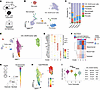Single-nucleus transcriptional profiling of dFLEx CDS tumors.