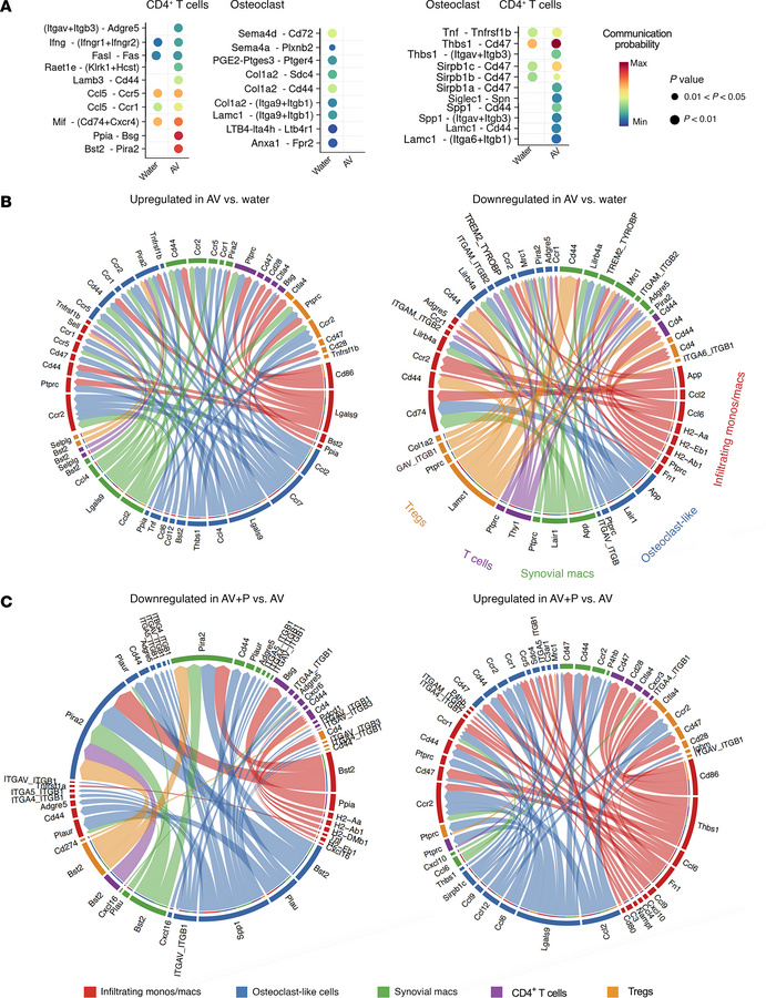 Predicted cell–cell interactions between joint-associated CD4+ T and mye...