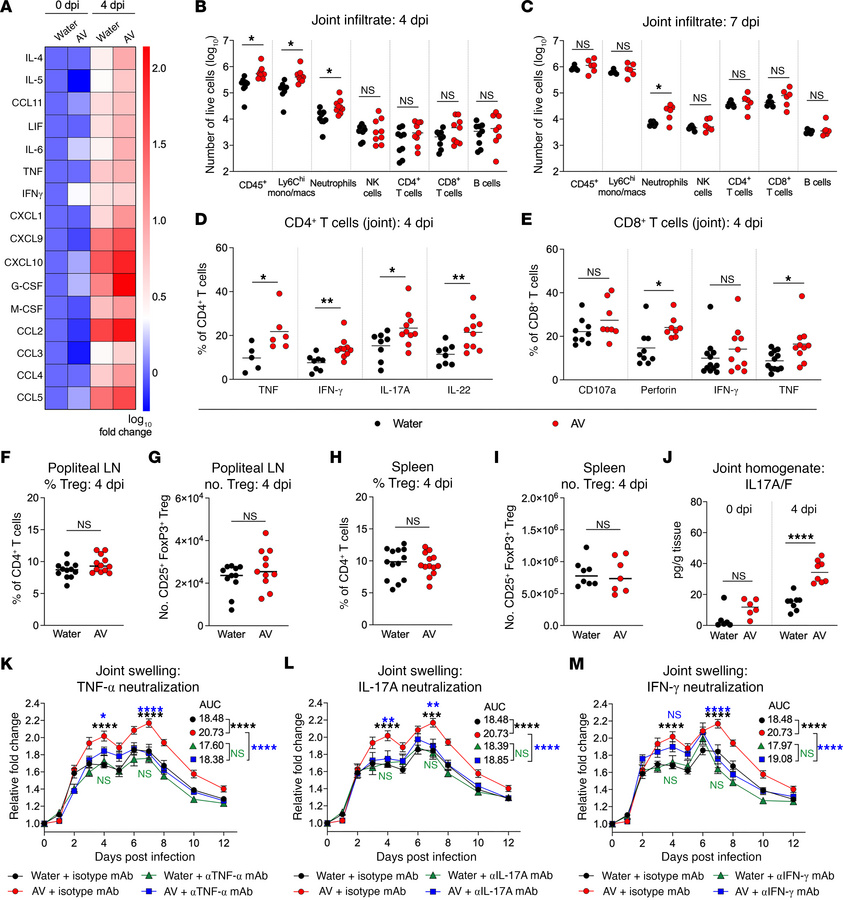 Oral antibiotics increase joint inflammation during CHIKV infection.
(A)...